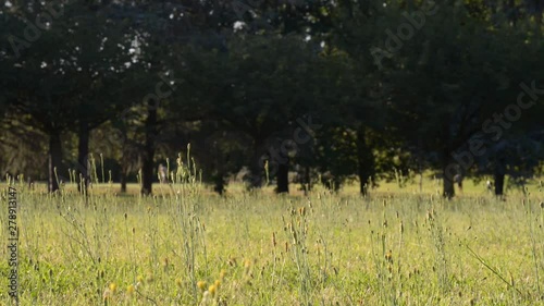 attivià fisiche nel parco in un bel pomeriggio estivo photo