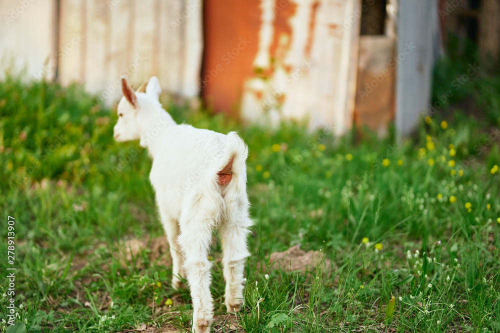 Obraz premium goat on a farm