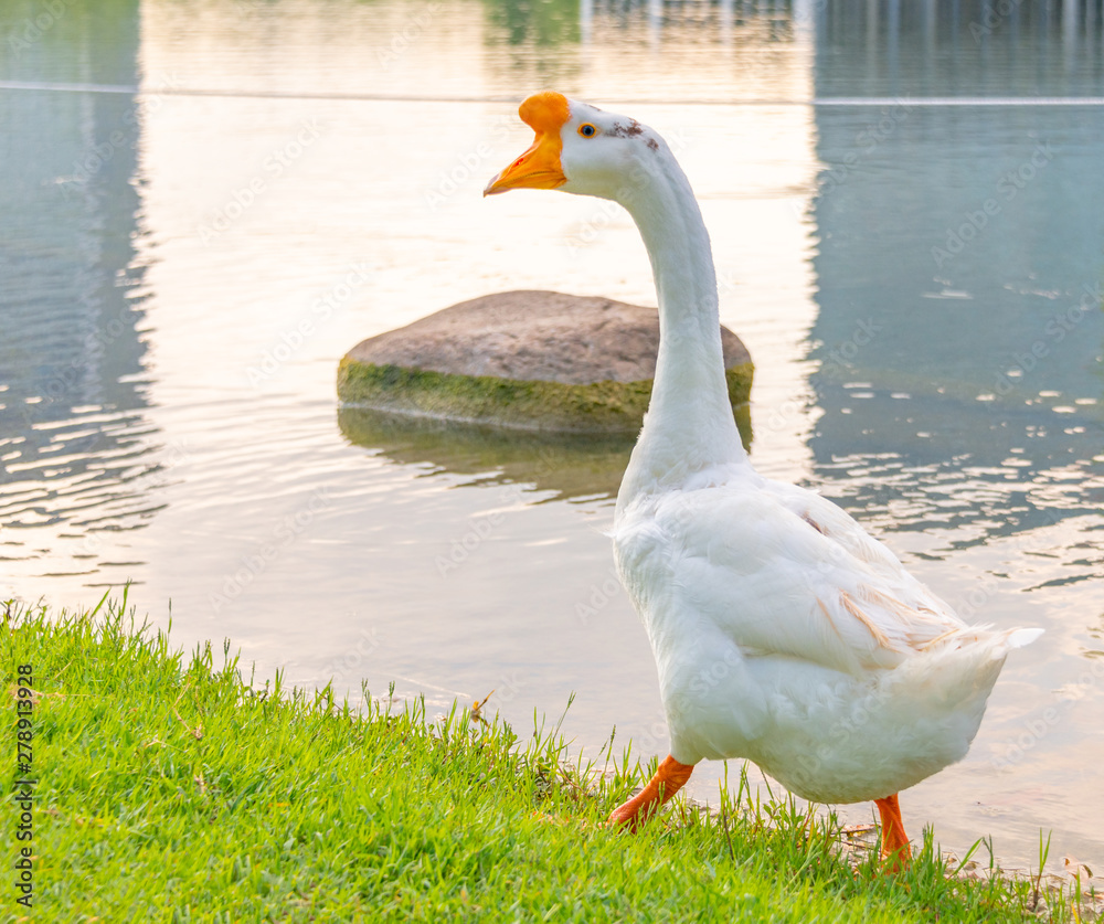 Obraz premium A white goose by the green lake