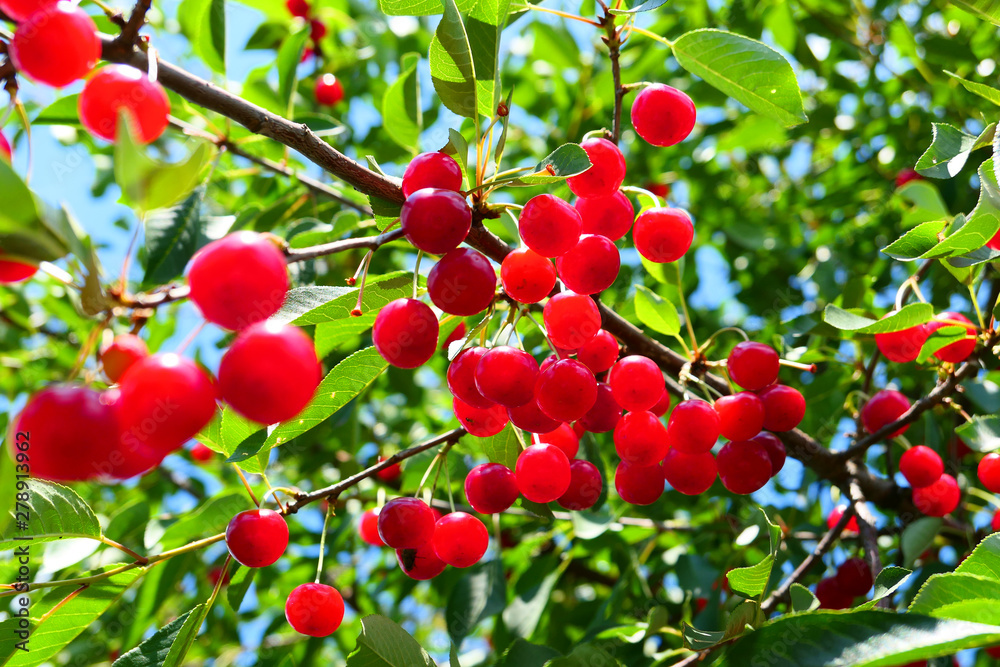 Red cherries fruits hanging on branch.