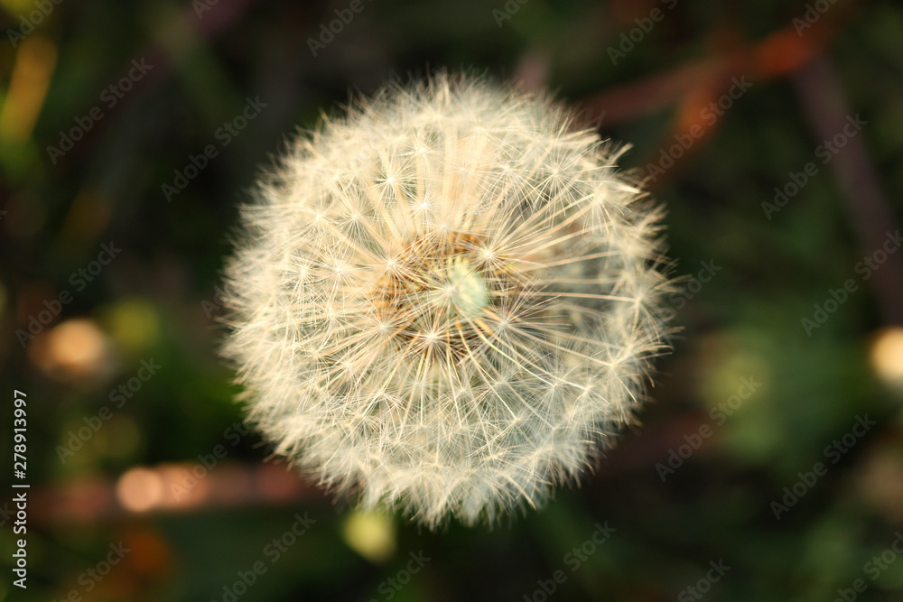 Dry dandelion flower seeds background.