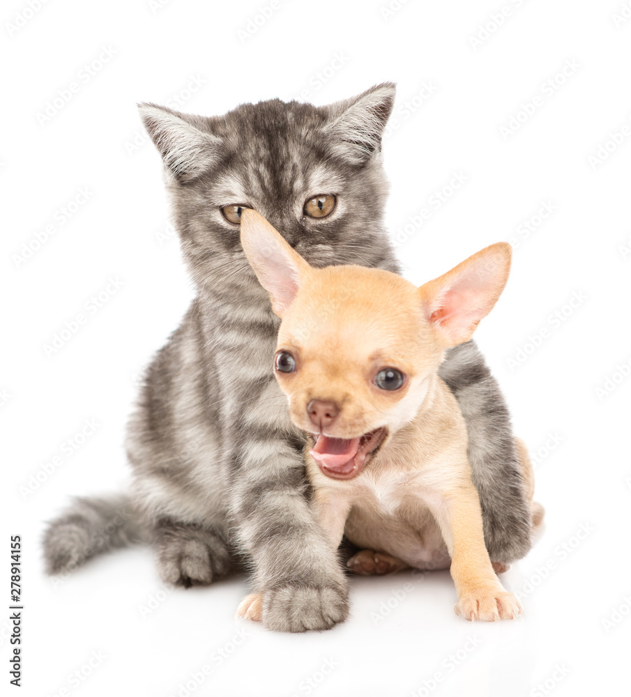 Cat hugging chihuahua puppy. Isolated on white background