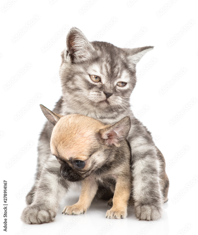 Sad cat embracing chihuahua puppy. Isolated on white background