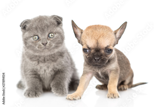 Newborn gray kitten and chihuahua puppy looking at camera together. Isolated on white background
