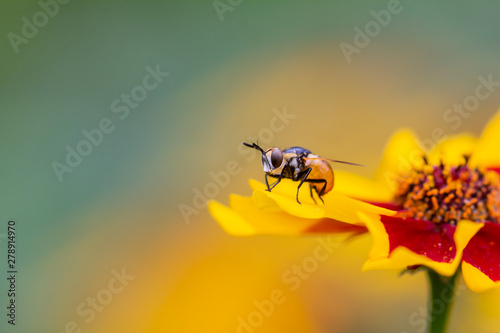 A fly on a yellow petal