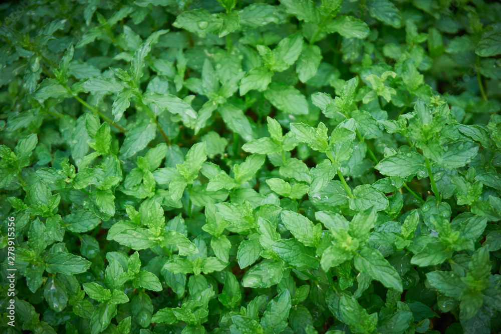 Fresh, organic green mint Fresh, organic green mint