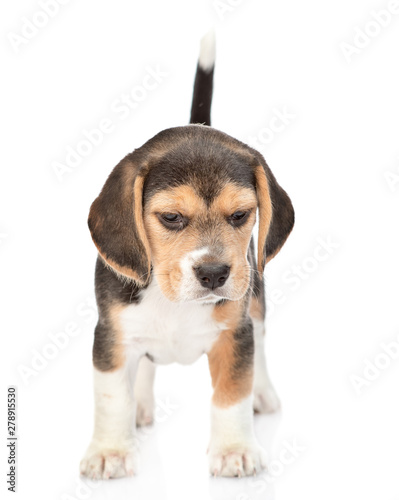 Beagle puppy standing in front view and looking at camera. isolated on white background