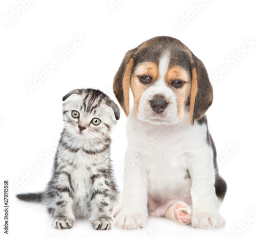 Beagle puppy and tabby kitten sitting together. isolated on white background