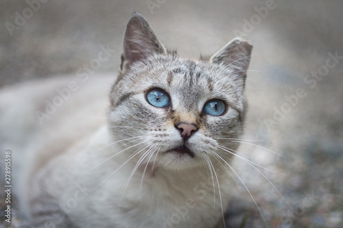 portrait of a cute siamese mix cat with pretty blue eyes