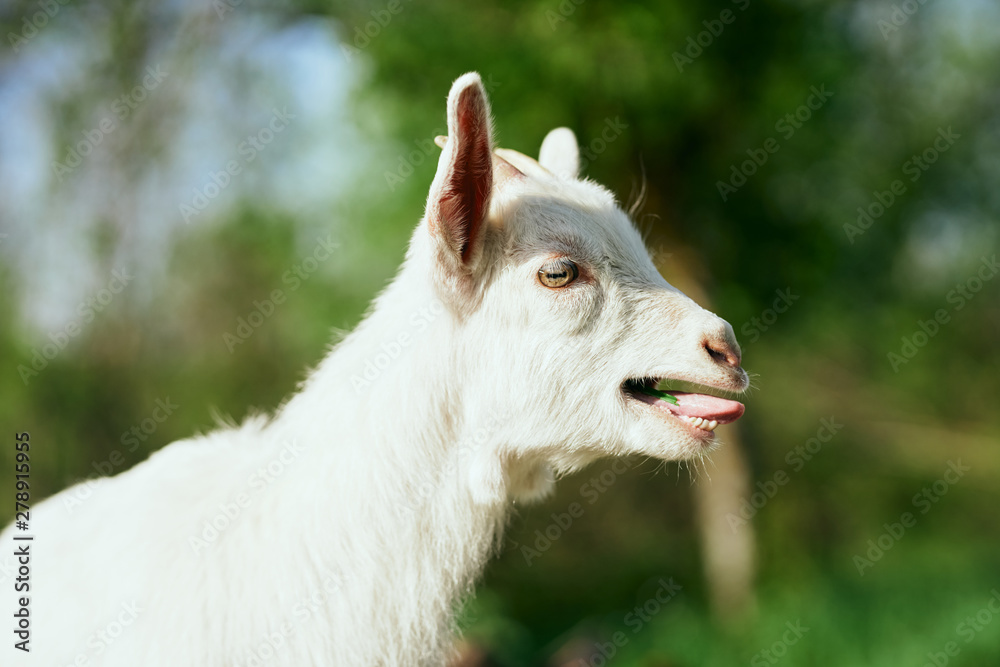 portrait of a goat