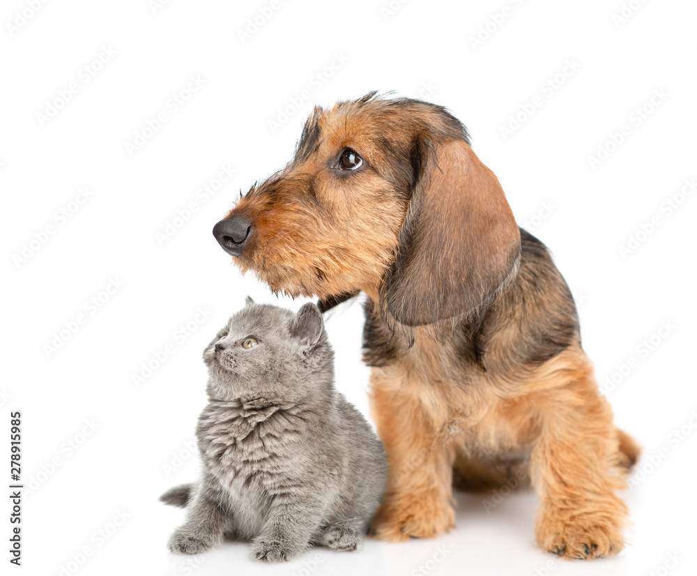 Dachshund puppy and tiny kitten sitting together on empty space. isolated on white background Dachshund puppy and tiny kitten sitting together on empty space. isolated on white background