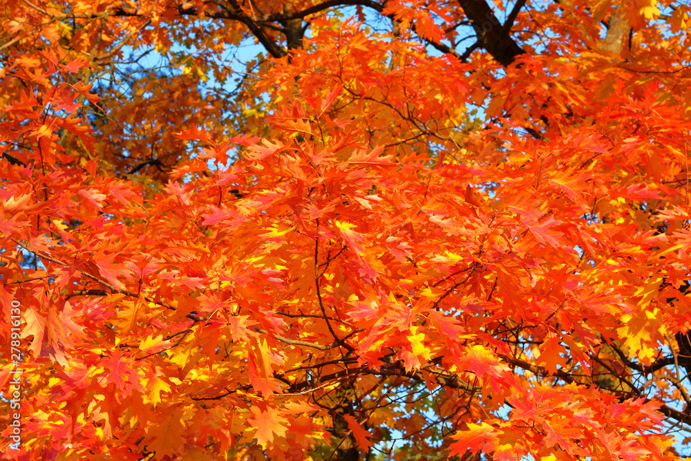 Orange and red autumn leaves background. Autumn forest landscape on a sunny day with oak leaves background. Park in city.