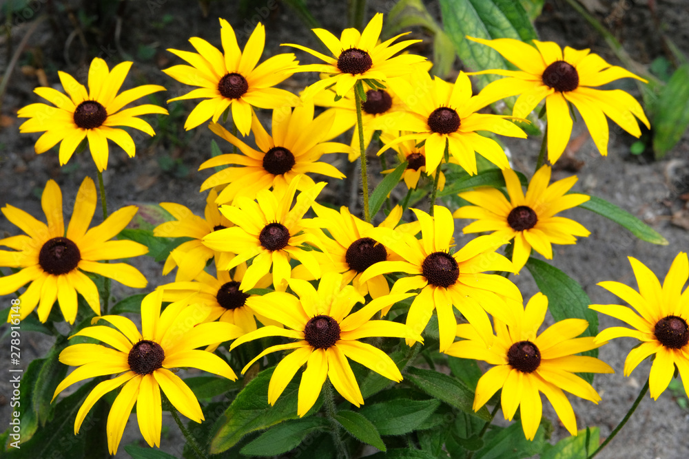Yellow Echinacea flowers on green nature background during the day. Orange flowers for herbal medicine. Yellow Echinacea flowers on green nature background during the day. Orange flowers for herbal medicine.