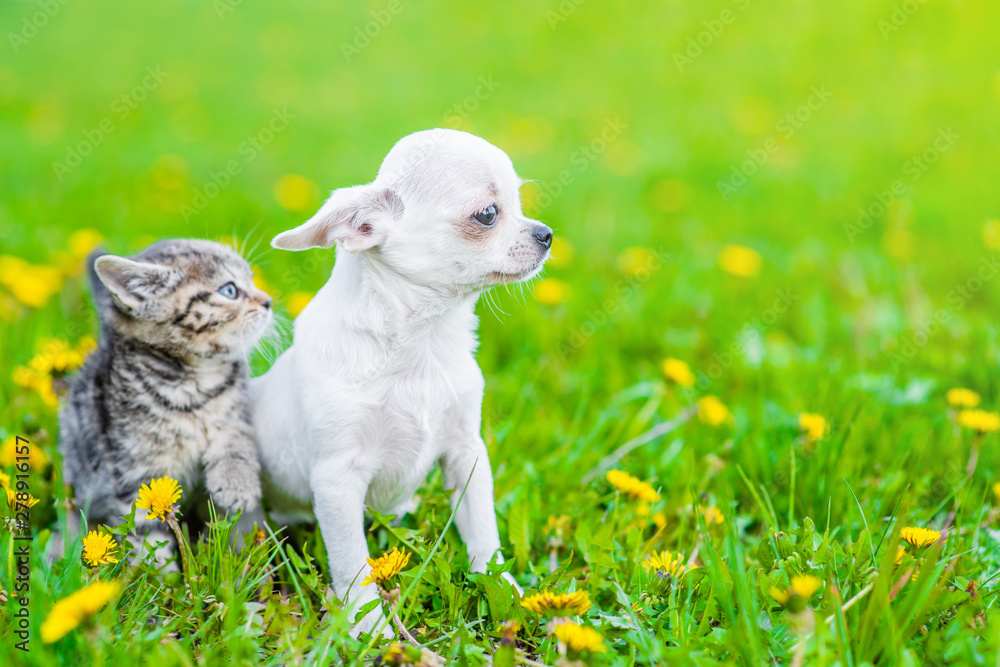 Chihuahua puppy and a kitten sitting together on green summer grass and looking away. Empty space for text