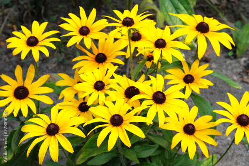 Yellow Echinacea flowers on green nature background during the day. Orange flowers for herbal medicine.