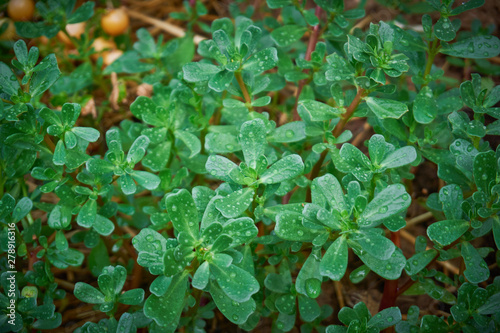 Fresh, green purslane  leaves after the rain