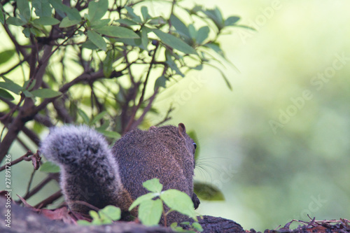 Fototapeta Naklejka Na Ścianę i Meble -  squirrel in forest