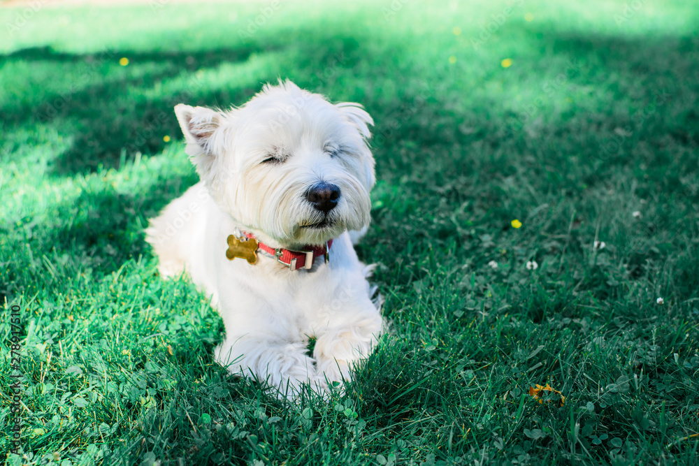 White dog lying on the grass. White dog lying on the grass.