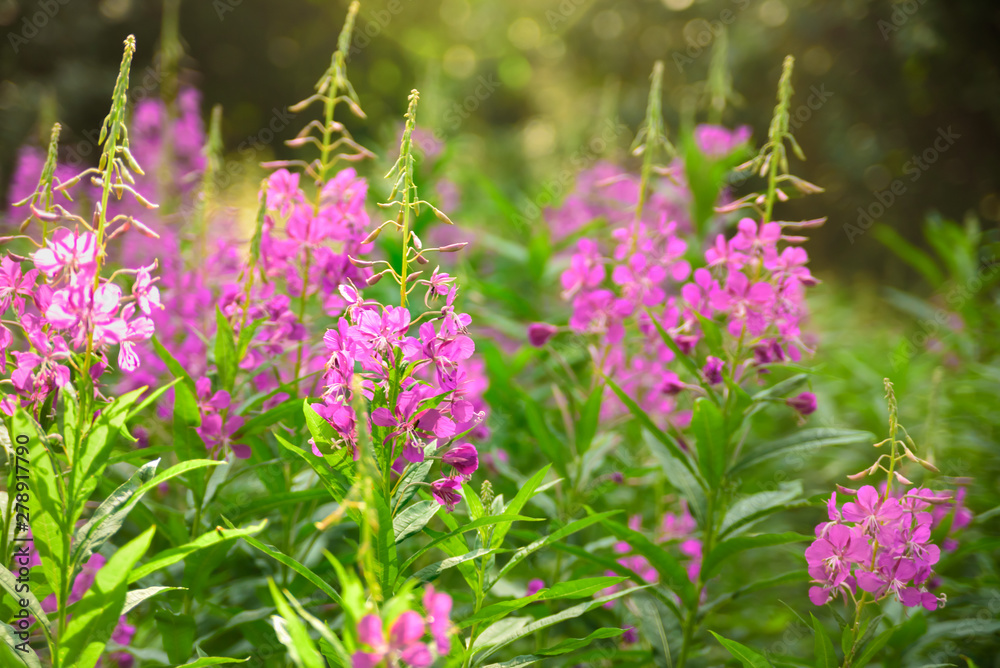 Field of fireweed in bloom Field of fireweed in bloom