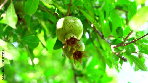 pomegranate tree