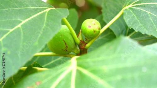 FIG tree