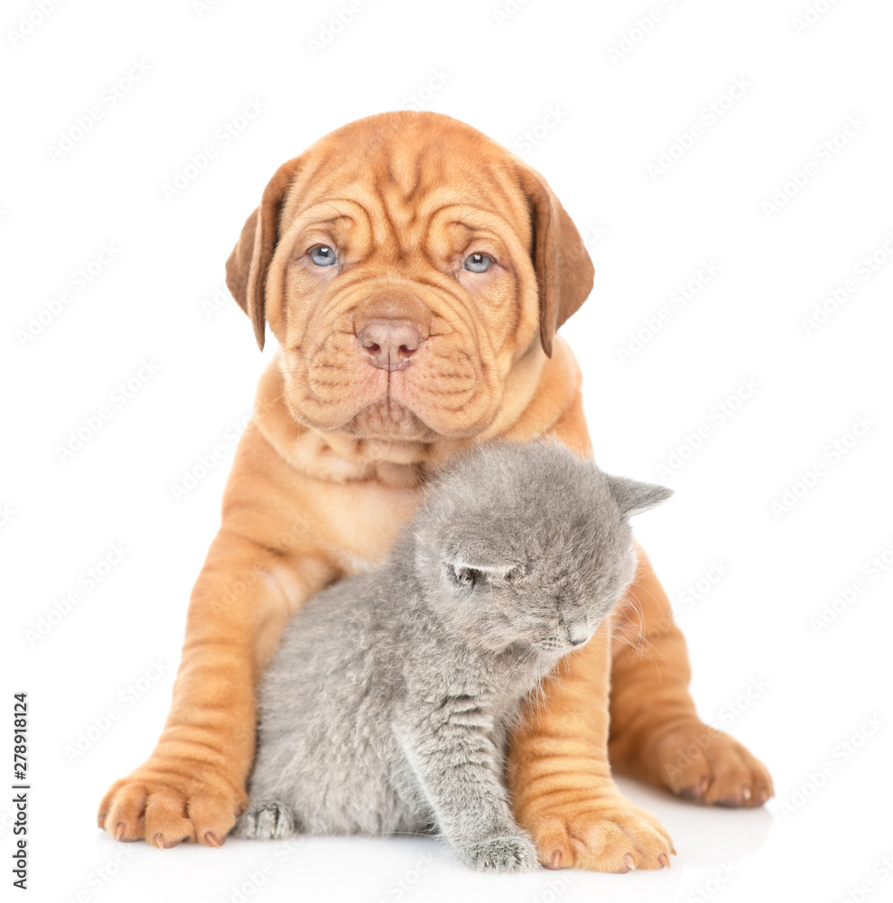 Mastiff puppy hugging gray kitten. isolated on white background Mastiff puppy hugging gray kitten. isolated on white background
