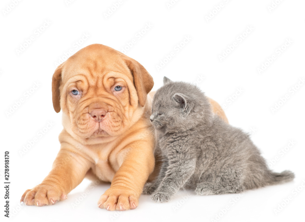 Mastiff puppy and gray kitten sitting together. isolated on white background