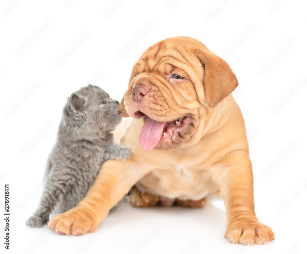 Playful kitten bites puppy's ear. isolated on white background