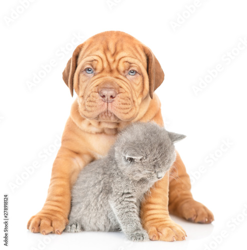 Mastiff puppy hugging gray kitten. isolated on white background