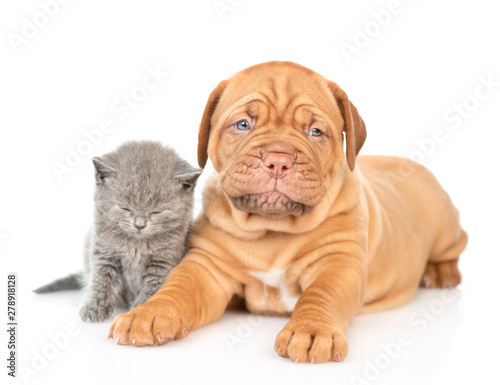 Baby kitten sitting with mastiff puppy. isolated on white background