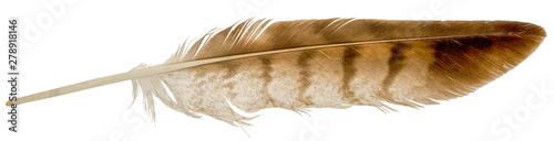 Photographie Falcon feather isolated on white background.