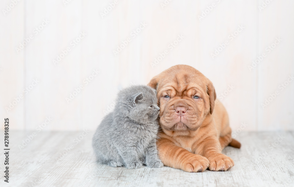 Mastiff puppy lying with baby kitten on the floor at home. Empty space for text - obrazy, fototapety, plakaty 