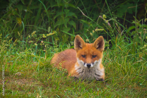 Wild red fox cub, vulpes vulpes, playing in front of nest © Sander Meertins