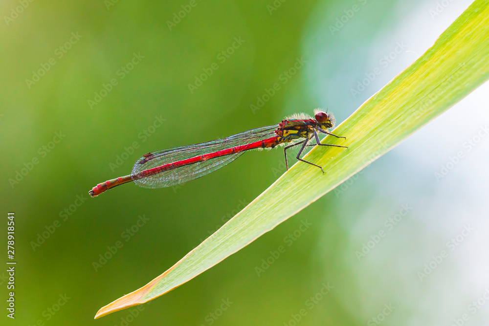 Detail closeup of a large red damselfly Pyrrhosoma nymphula Detail closeup of a large red damselfly Pyrrhosoma nymphula