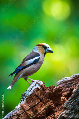 Closeup of a male hawfinch Coccothraustes coccothraustes songbird perched in a forest. © Sander Meertins