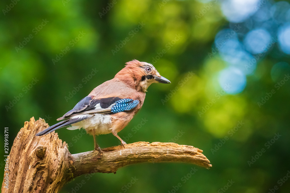 Eurasian jay bird (Garrulus glandarius) perched on a branch, Summer colors Eurasian jay bird (Garrulus glandarius) perched on a branch, Summer colors