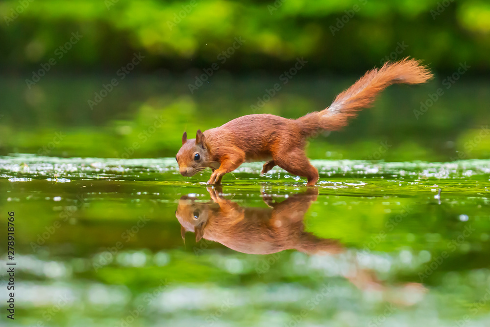 Closeup of a wild Eurasian red squirrel, Sciurus vulgaris, eating, foraging in shallow water in forest. Beautiful sunlight colors and reflection Closeup of a wild Eurasian red squirrel, Sciurus vulgaris, eating, foraging in shallow water in forest. Beautiful sunlight colors and reflection