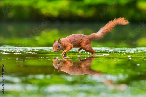 Closeup of a wild Eurasian red squirrel, Sciurus vulgaris, eating, foraging in shallow water in forest. Beautiful sunlight colors and reflection
