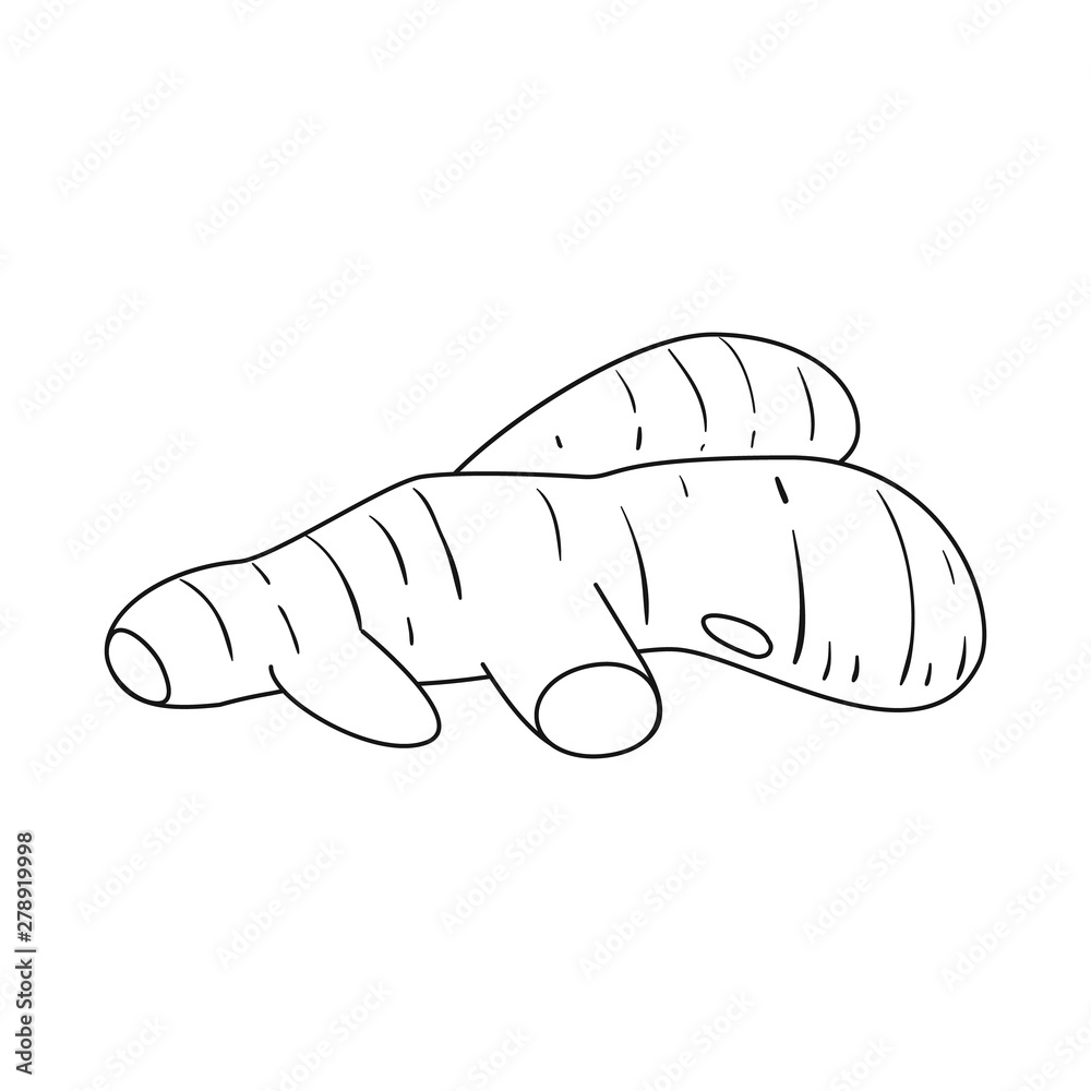 Isolated object of root and ginger icon. Collection of root and china stock vector illustration. Isolated object of root and ginger icon. Collection of root and china stock vector illustration.