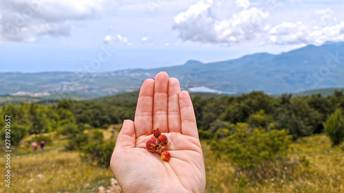 Closeup of hand holding berries wild strawberry over mountains and clouds