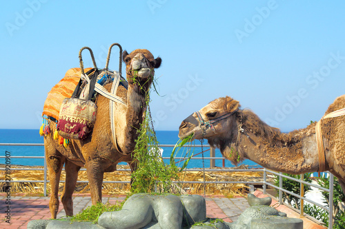 Camels eat grass on background of sea. © EllSan