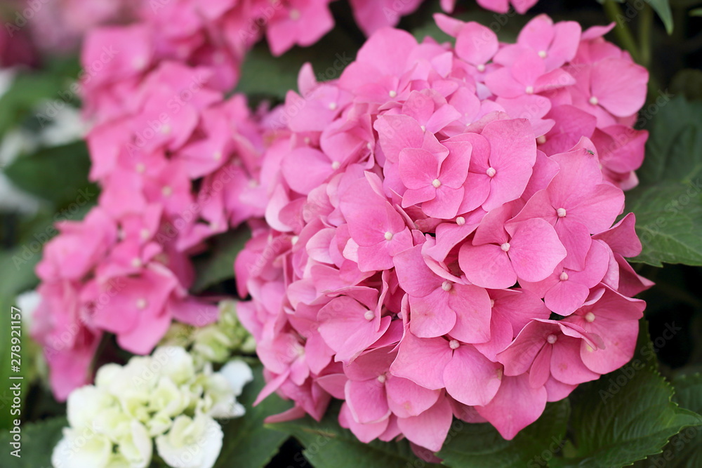 Pink flowers hydrangea close up, selective fokus.