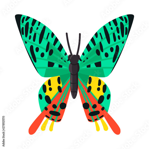 Isolated object of butterfly and zoology logo. Set of butterfly and wildlife stock symbol for web.