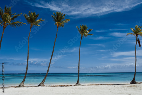 beach with palm trees © SHOTPRIME STUDIO