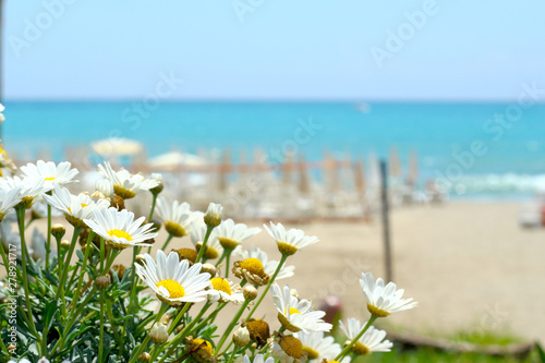 Daisy flowers on a background of the beach, sea and blue sky. © EllSan