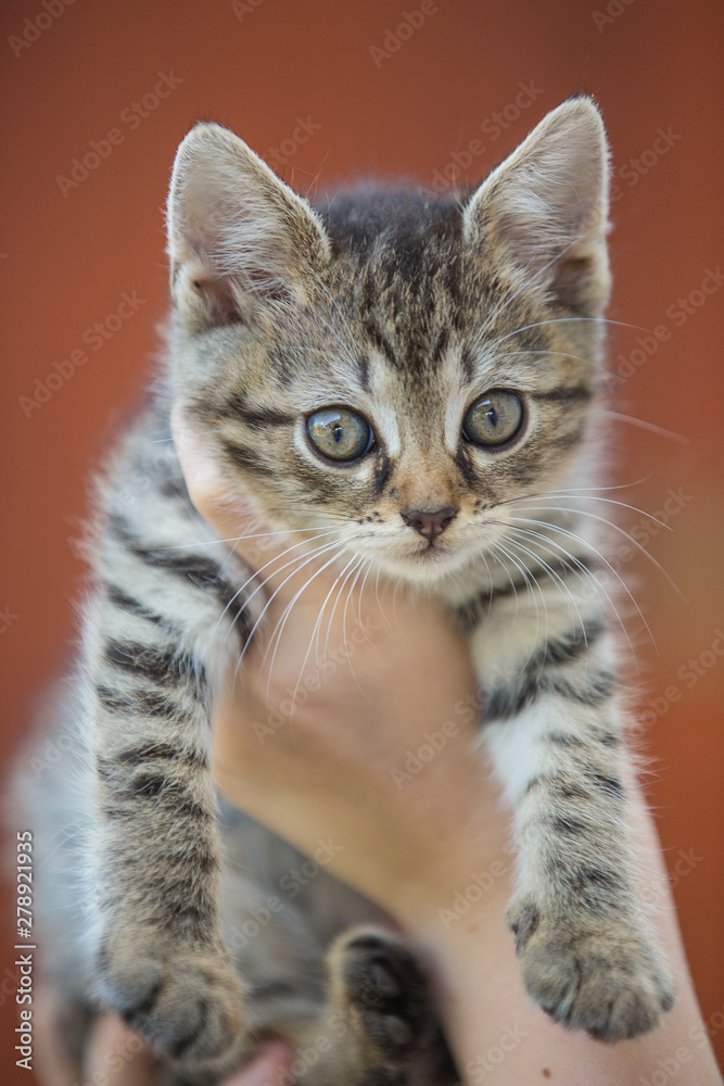 Kitten in hand Kitten in hand