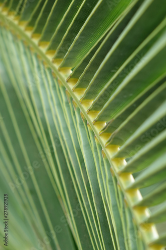 palm tree leaf close up  abstract background