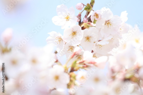 稲取高原の桜 © ziggy