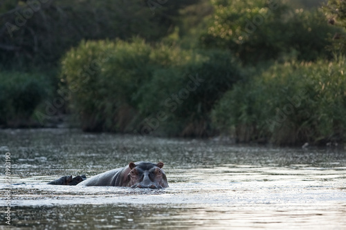 common hippopotamus, hippopotamus amphibius, hippo, Kruger national park