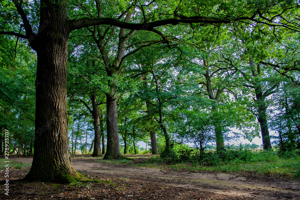 trees in the forest